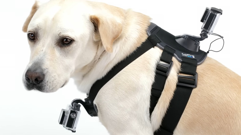 GoPro cameras attached to a dog with harness