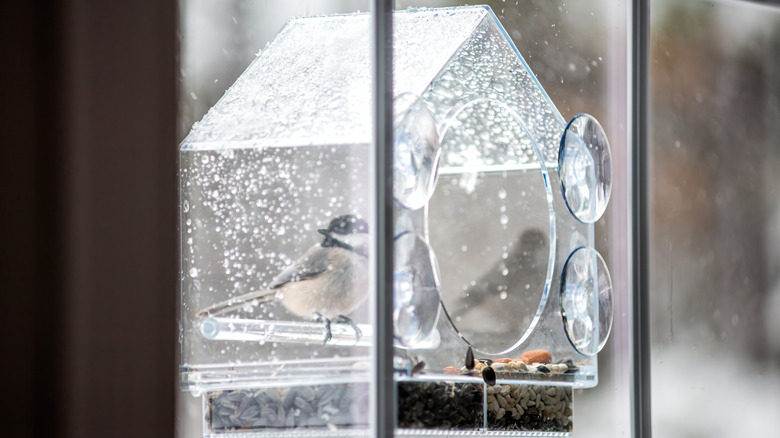 Close up of bird feeder on a home window