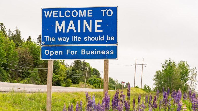 A blue road sign reading "Welcome to Maine," with greenery and purple flowers next to the road in the background.