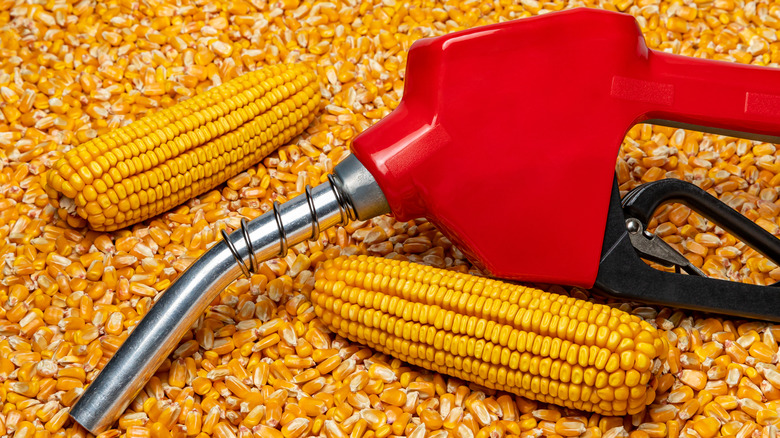 A fuel dispensing nozzle on top of a bed of corn with two corn cobs beside it.