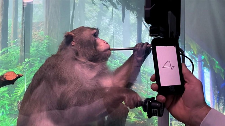 monkey working in Neuralink trial