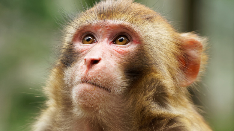 rhesus macaque