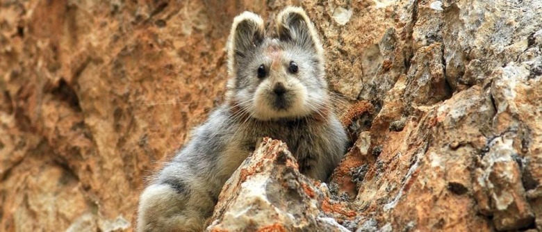 ili-pika-li-weidong2