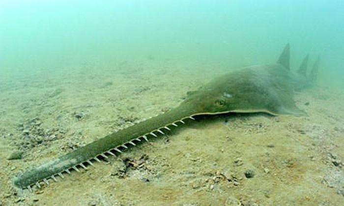 sawfish