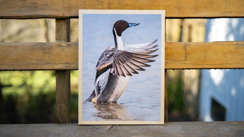 A print on a wooden canvas of a duck flapping its wings.