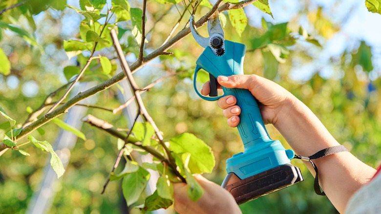 Person using electric pruners on branches