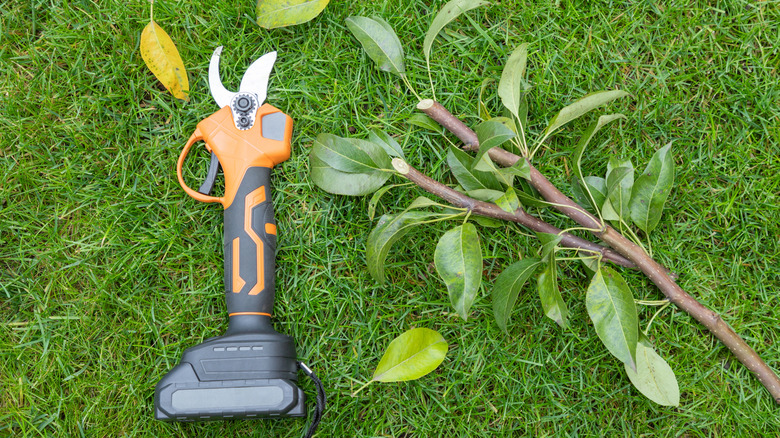 electric pruners resting on grass with a cut branch nearby