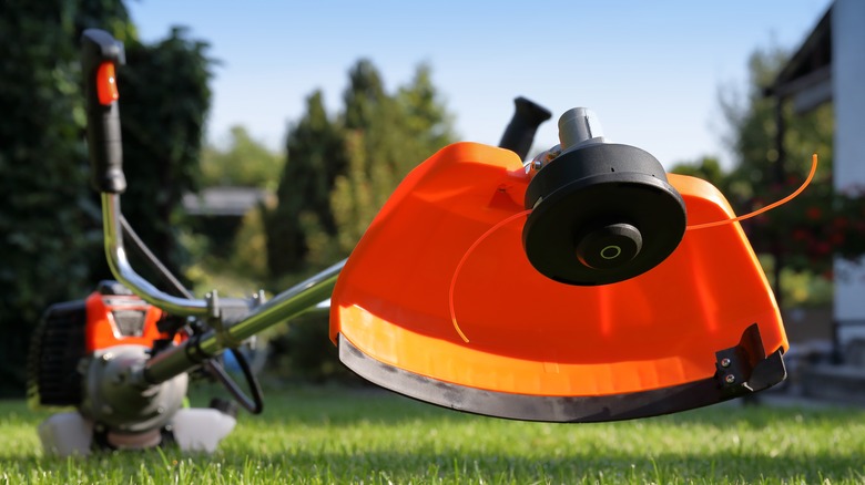 A man cutting a path through a garden with a grass trimmer.