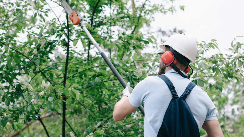 A person cutting a branch with a pole saw