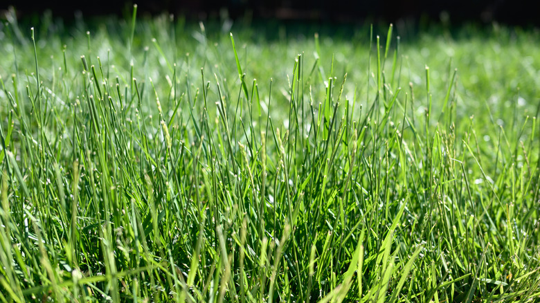 A closeup of overgrown grass