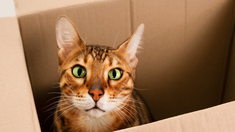 Schrödinger's cat in a box