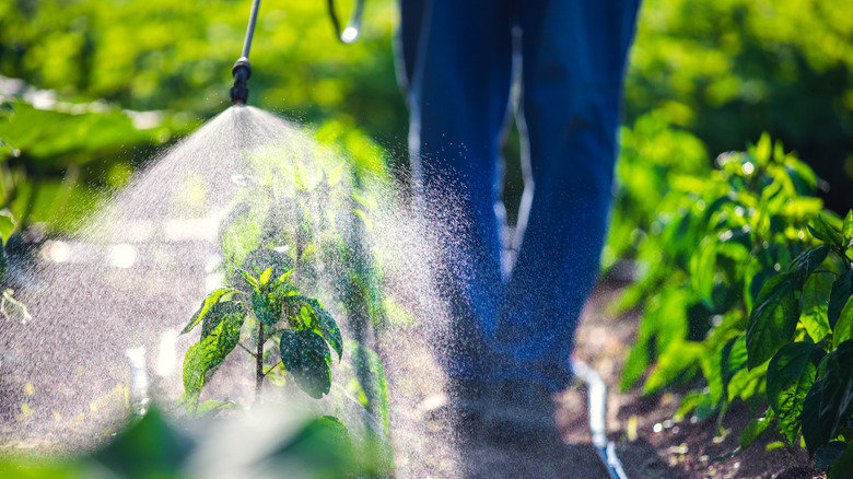 Shower spray on garden area