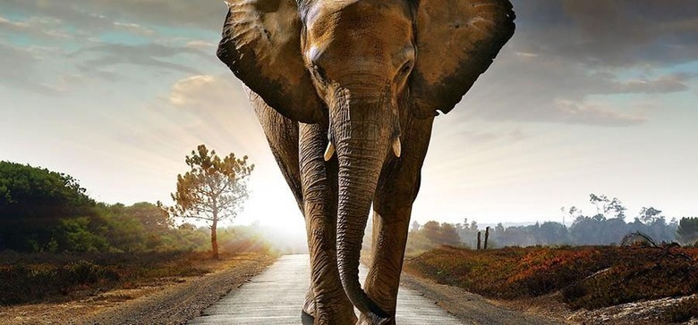 elephant