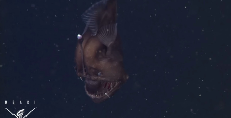 anglerfish