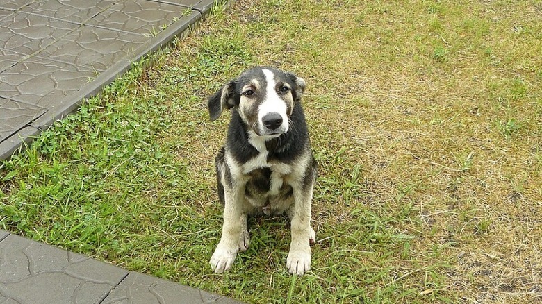 A dog sits on a grassy street corner in the Chernobyl Exclusion Zone.
