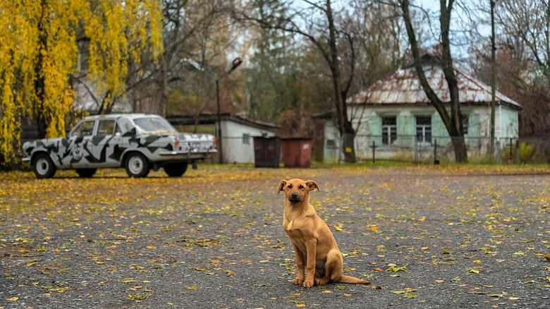 A dog on the street in the Chernobyl Exclusion Zone.
