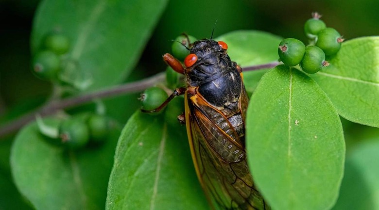 FDA Reminds People Not To Eat Giant Bugs If They're Allergic To Seafood ...