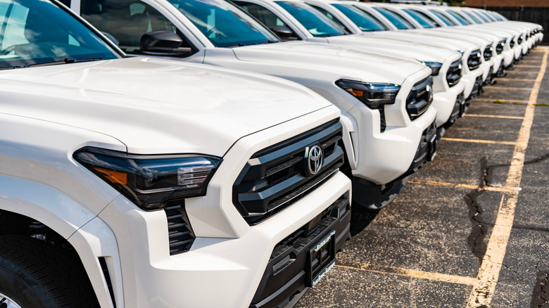 A close-up of a long line of white Toyota Tacoma pickups parked next to each other.