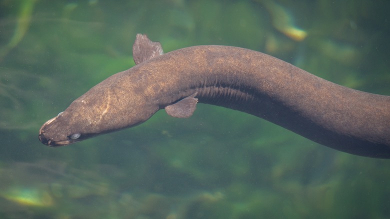 eel in new zealand