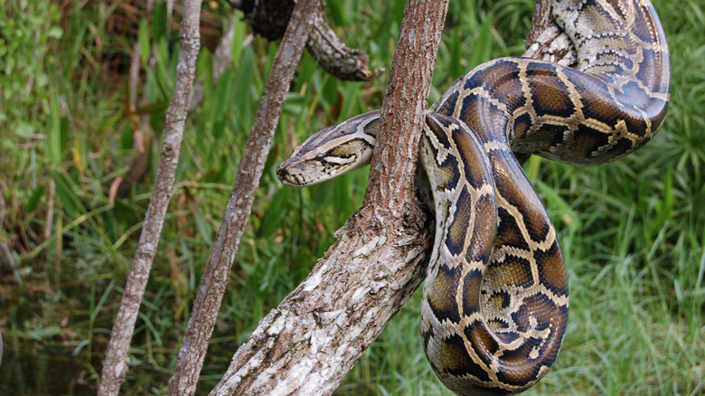 A Burmese python in the Everglades