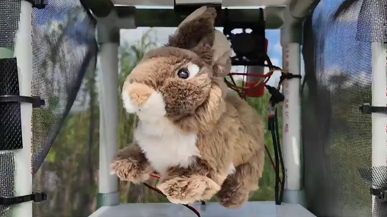 A shot of the electronic rabbit decoy being used in the Florida Everglades