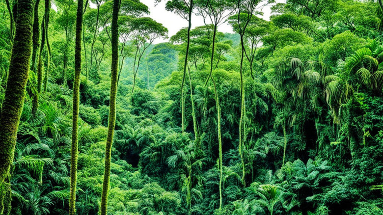The Amazon Jungle