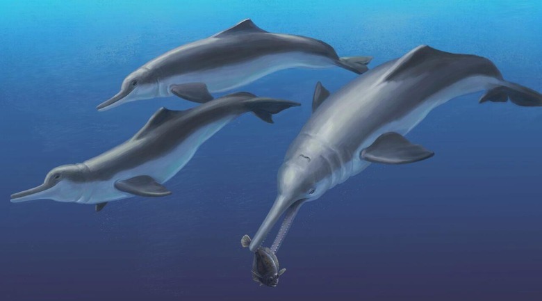 Fossils of unknown ancient dolphin species discovered in Panama