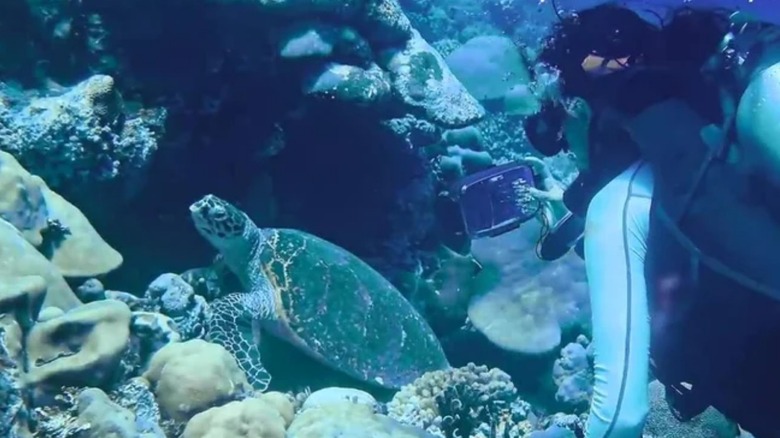 Turtle being filmed underwater