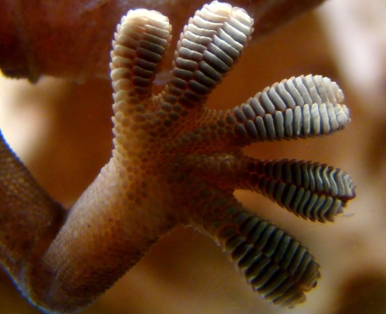 gecko-feet