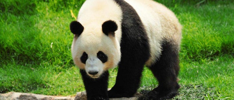 Giant pandas' status downgraded from 'endangered' to 'vulnerable'