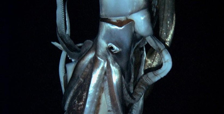 giant_squid