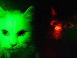Glow in the dark cats