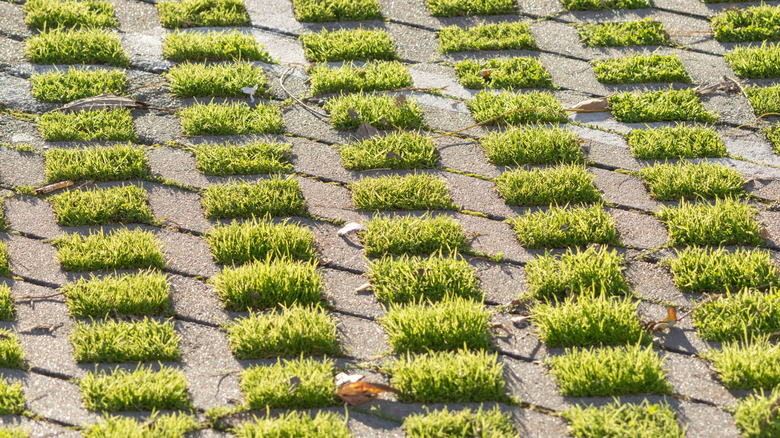 A close up of interlocking permeable pavers that create a beautiful grid pattern with growing grass