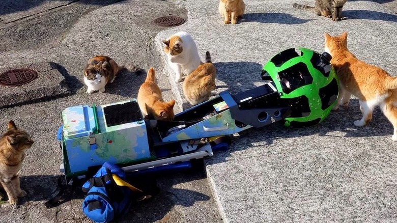 Cats around Street View camera 
