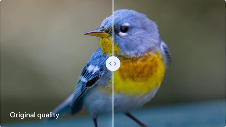 Photo of a blue bird