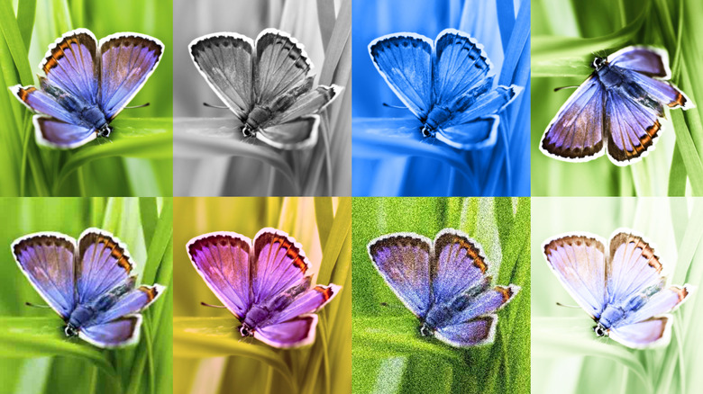 Collage of butterfly images edited