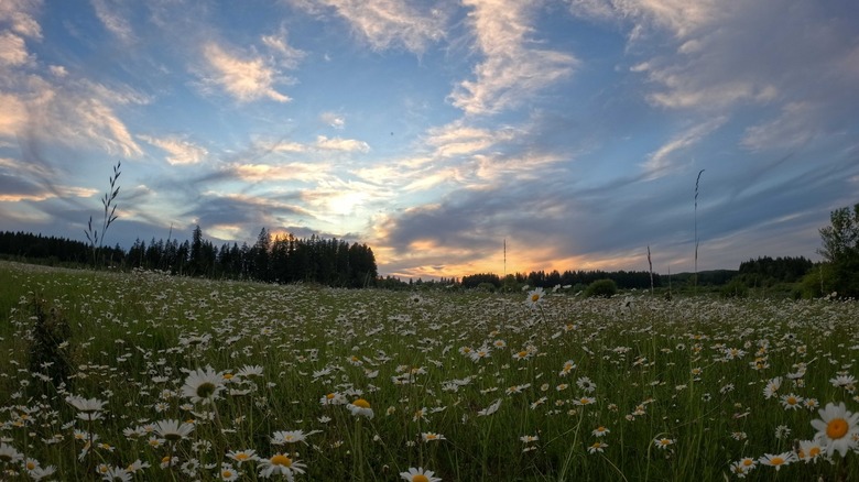 A photo of a field of daisies at sunset captured with the GoPro Mission 1 Pro.