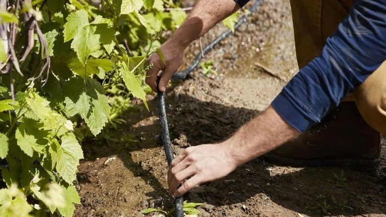 Man placing hose in garden
