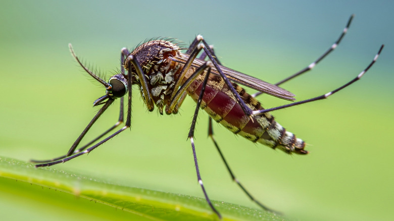Close-up of a mosquito on a leaf