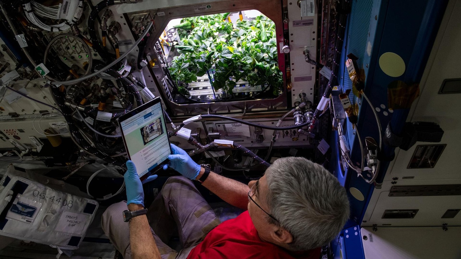 Here’s How Astronauts Grow Edible Crops On The International Space Station – SlashGear