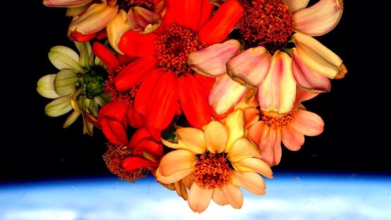 Zinnia flowers