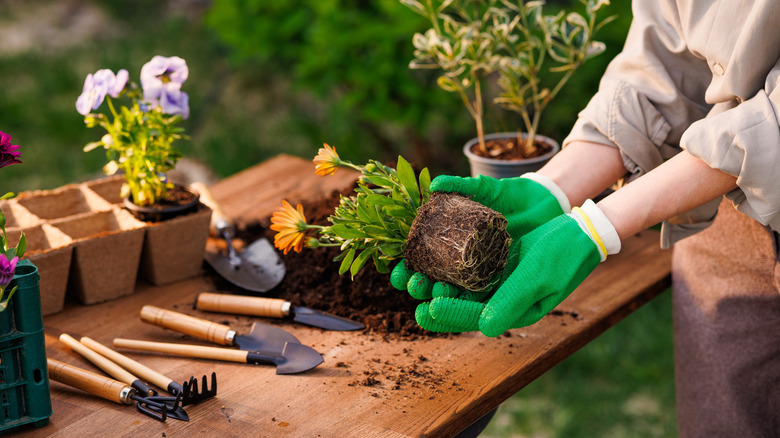 person gardening