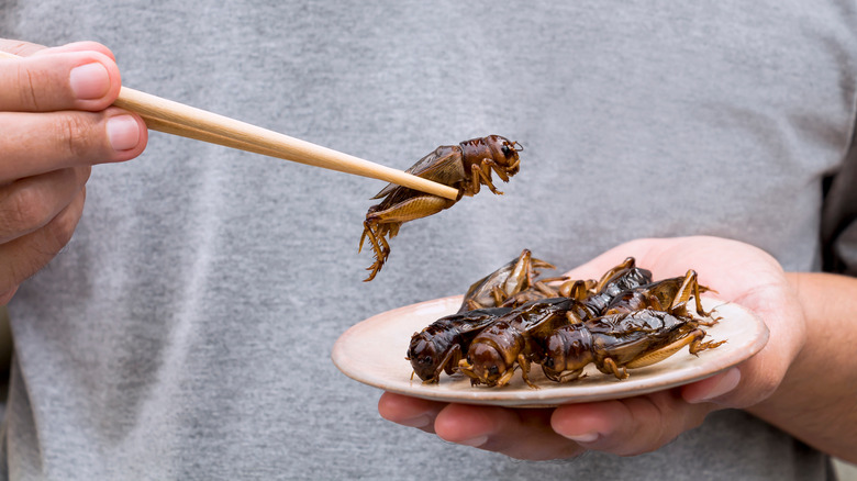 Eating crickets