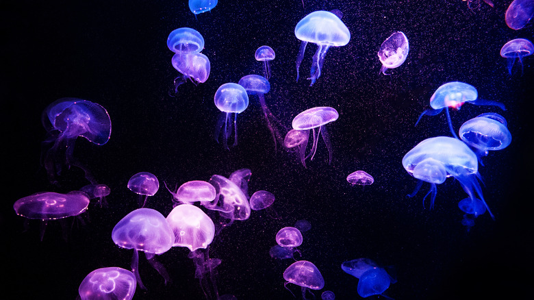 Jellyfish