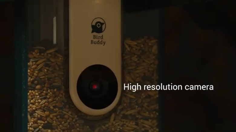 Screenshot of Bird Buddy trailer