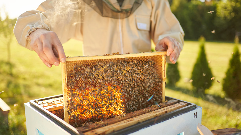 um apicultor lidando com uma colméia