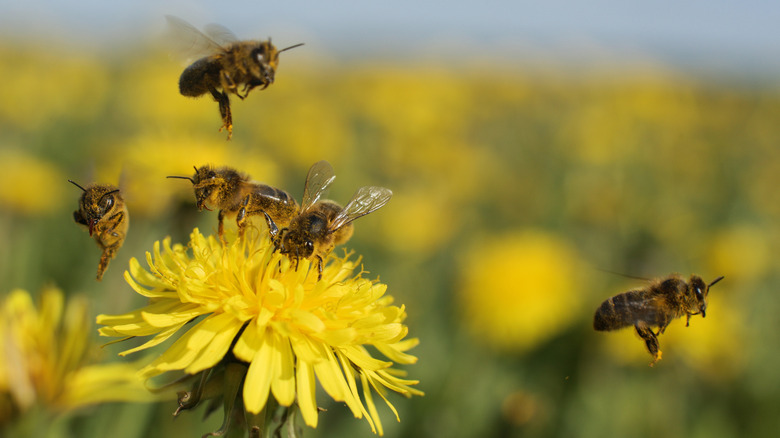 honeybees around a flower