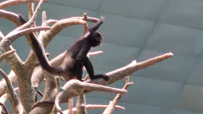 Monkey in a tree