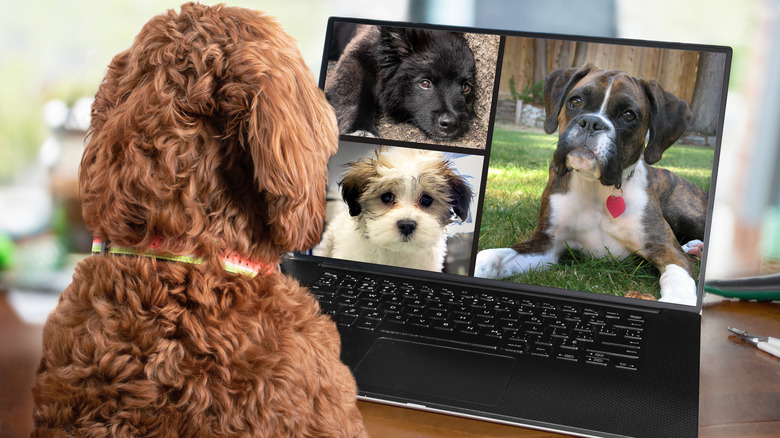 dogs on a video call