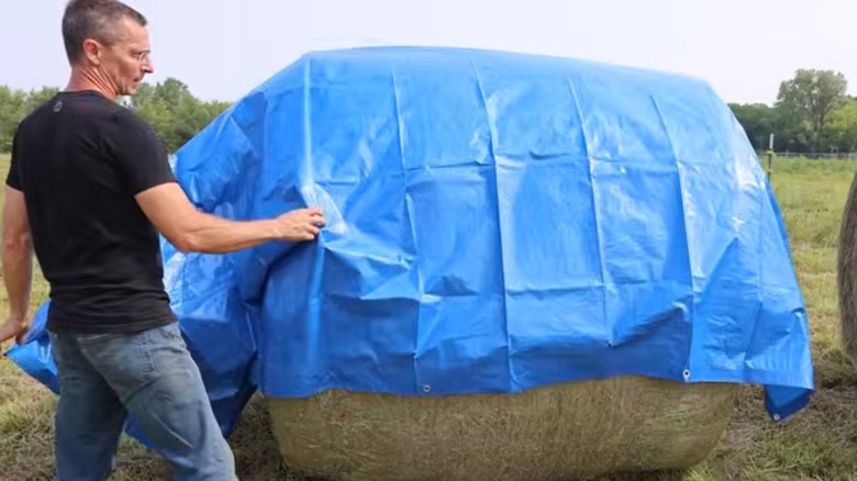 Project Farm's video host wrapping a round hay bale with a tarp from Harbor Freight.